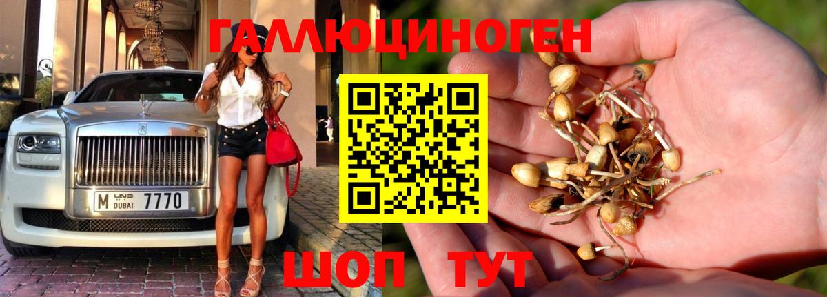 Коряжма  Псилоцибиновые грибы Cubensis  закладки  Вход с VPN  Псилоцибиновые грибы прущие грибы 